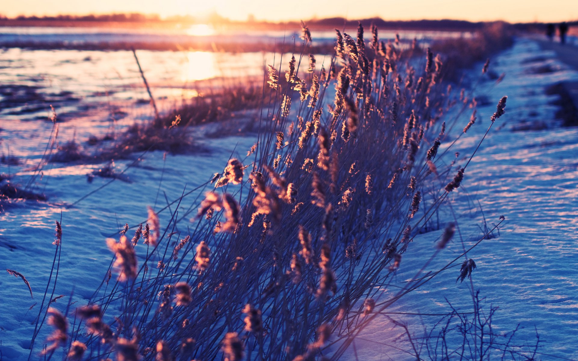 mattina neve erba natura