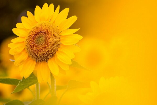 Sunflower in the field in a yellow haze