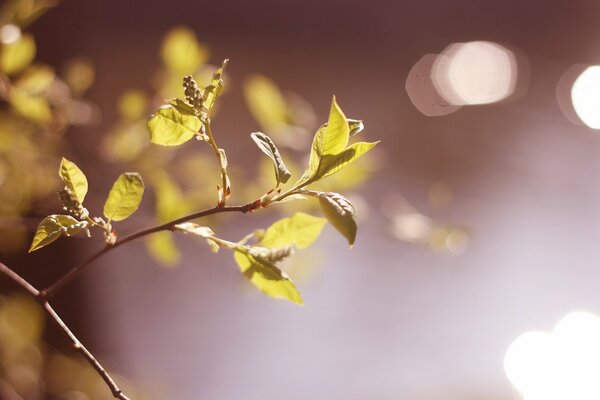 Branch with green leaves, macro