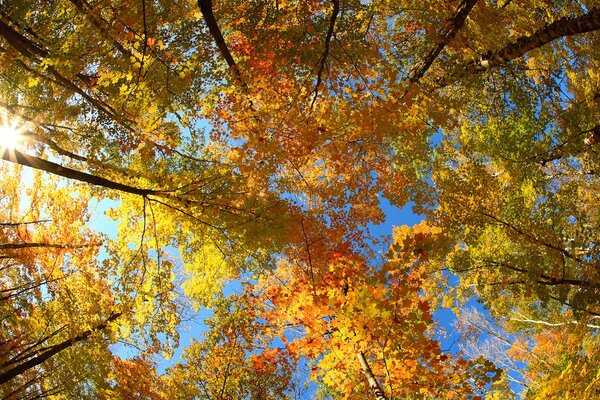 Autumn foliage, tree crowns under the sun