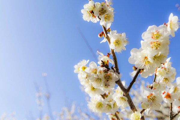Kwitnące gałęzie wiosną na tle błękitnego nieba