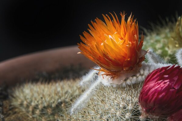 Orange cactus flower macro photography