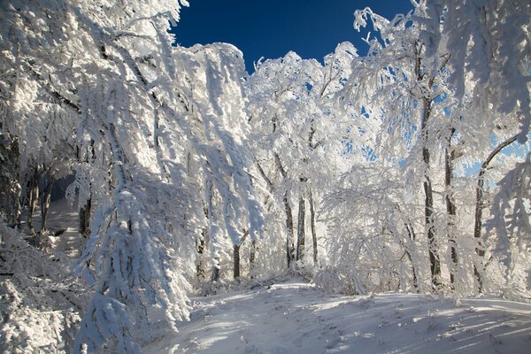 Ein Spaziergang durch den verschneiten Winterwald