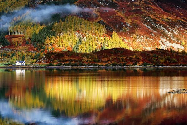 Riflessione della foresta nell acqua