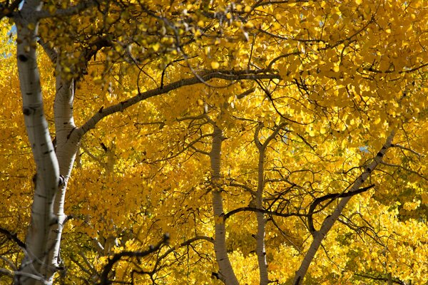 Bosque de álamos con hojas amarillas