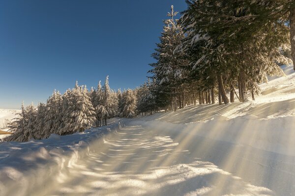 Camino soleado cubierto de nieve en el bosque