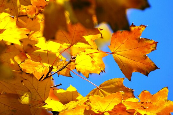 Ahornblätter sind besonders im Herbst prächtig