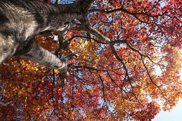 Autumn tree on a soft blue background