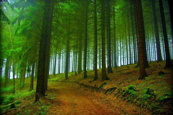 Strada attraverso la foresta autunnale