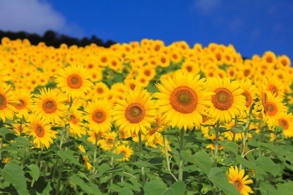 Champ de tournesols jaunes brillants avec des feuilles vertes juteuses