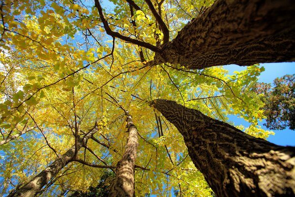 Fotos de árboles de otoño desde abajo