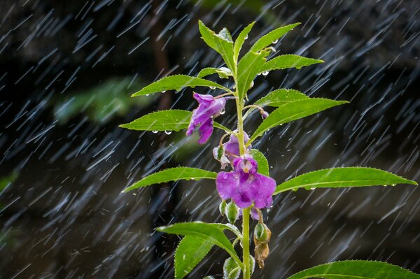 Fioletowa roślina pod kroplami deszczu w ujęciu makro
