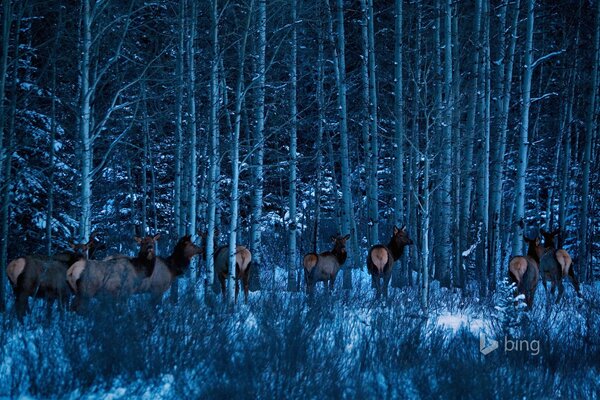 Alci nel parco nazionale in inverno