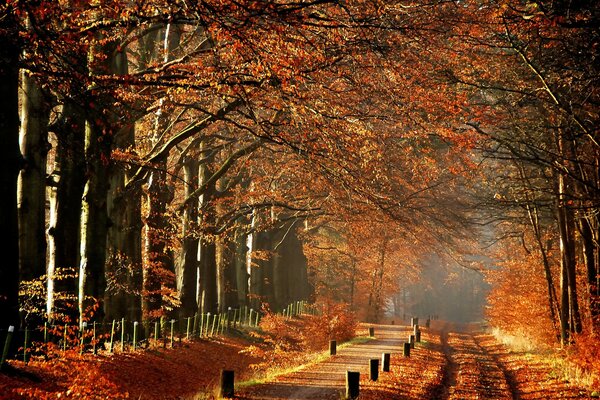 Wanderweg im orangefarbenen Herbstpark