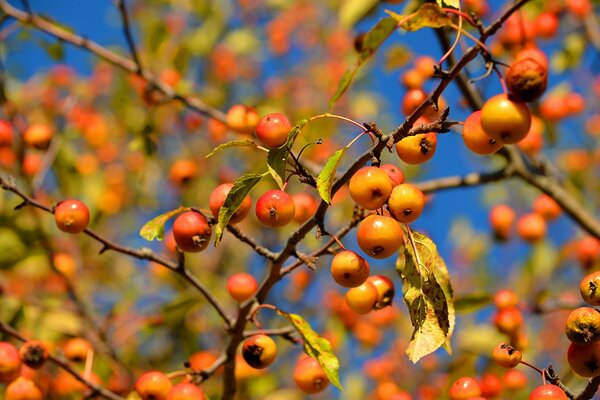 Sky branches leaves apples macro