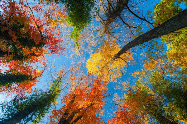 Jesienny las, liście zasłaniają niebo