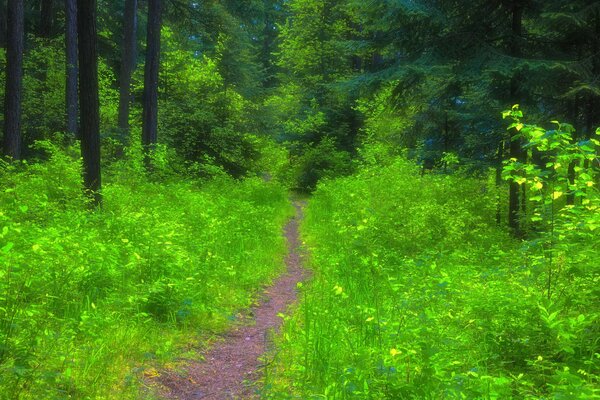 The forest path is overgrown with grass in summer