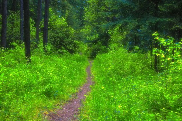 Il sentiero forestale è ricoperto di erba in estate