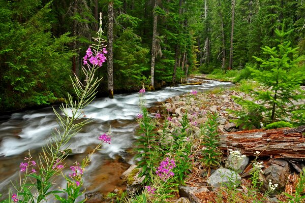 Forest river among the trees