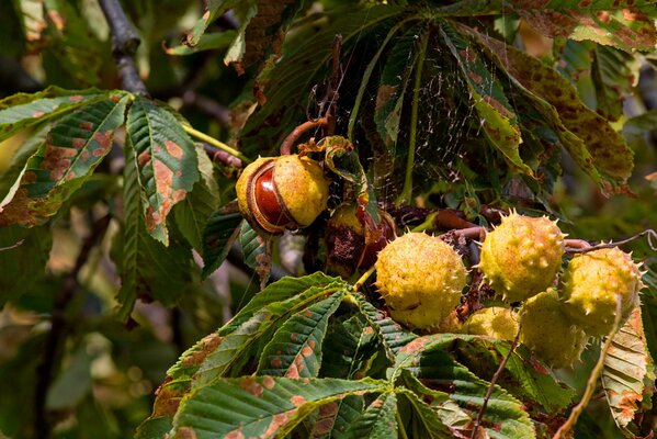 Frutti di castagno su foglie malate