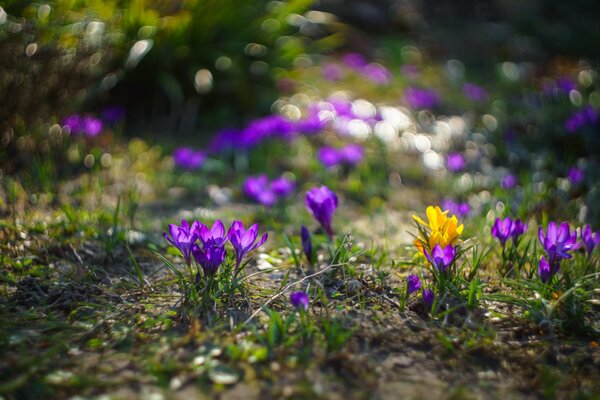 Las flores de primavera son buenas a su manera