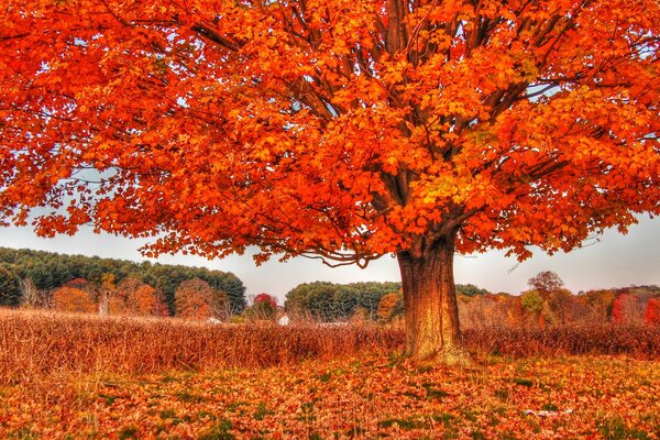 Albero autunnale arancione sull erba gialla