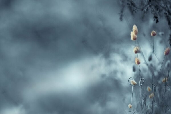 Die Natur ist sehr schön mit Blumen