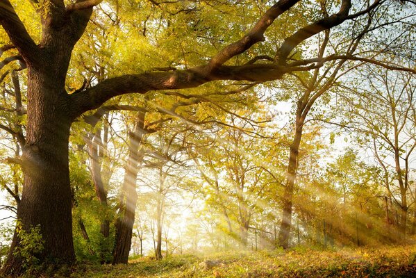 Parc d automne avec les rayons du soleil