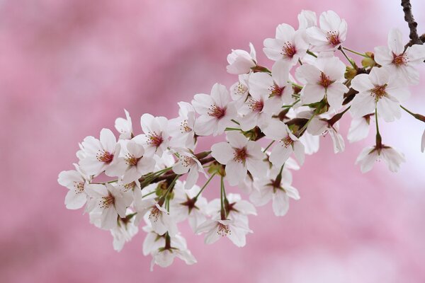 Makrofoto Kirschblüten