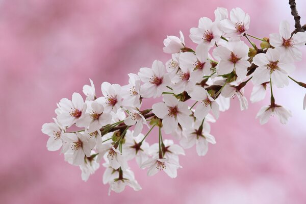 Macro foto flor de cerezo