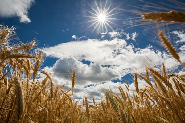 The ears of corn are weaving about the boundless field