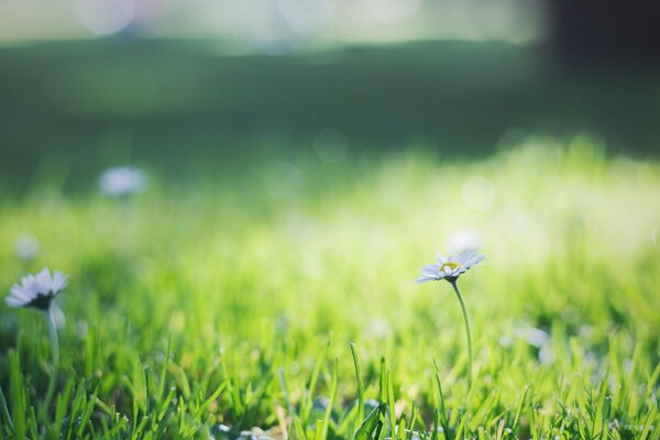 Kleine Gänseblümchen im grünen Gras