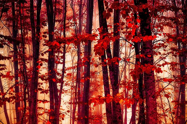 Hojas carmesí en el bosque de otoño