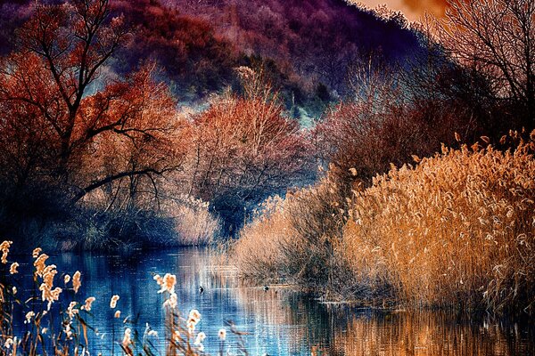 Reflejo en el río de árboles y arbustos costeros