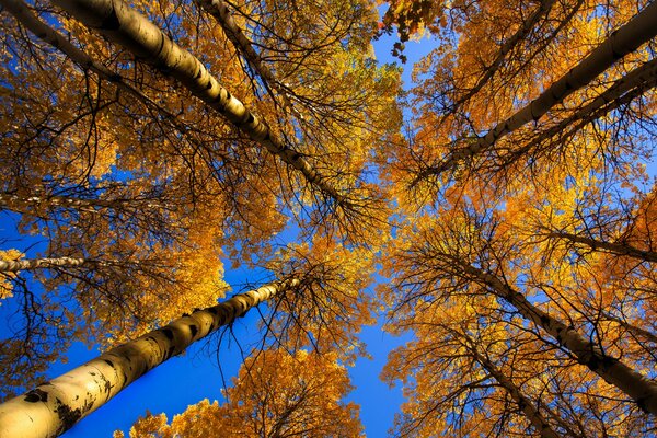 Die Spitzen der Herbstbäume, Foto