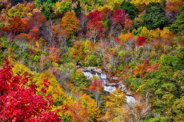 Rivière de montagne dans les arbres d automne