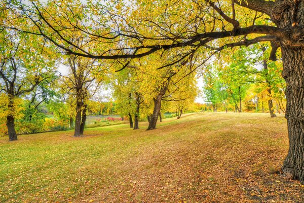 Autunno nel parco. foglie, alberi