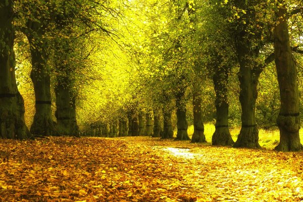 A road in an autumn park with green foliage of trees