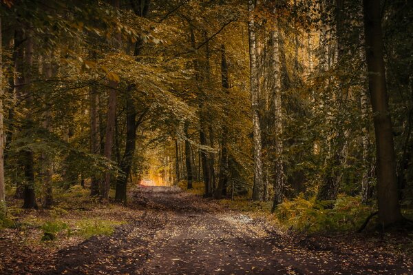 This road leads through the autumn old forest