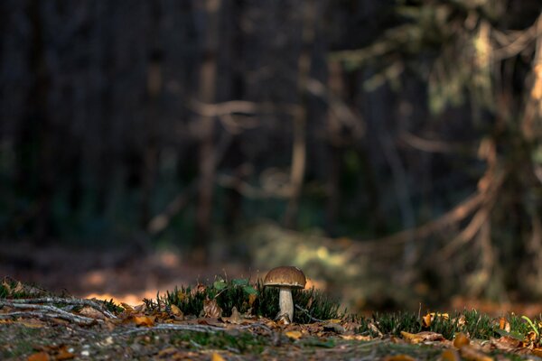 Champignon blanc parmi la mousse dans la forêt