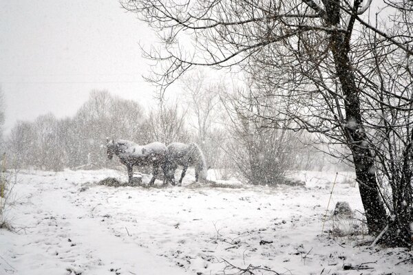 Leise fällt Schnee auf die Pferde