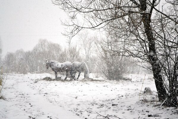 La nieve cae silenciosamente sobre los caballos