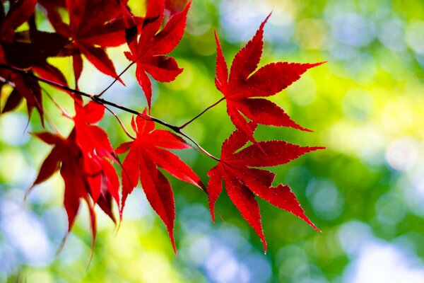 Czerwone liście koniczyny na zielonym tle