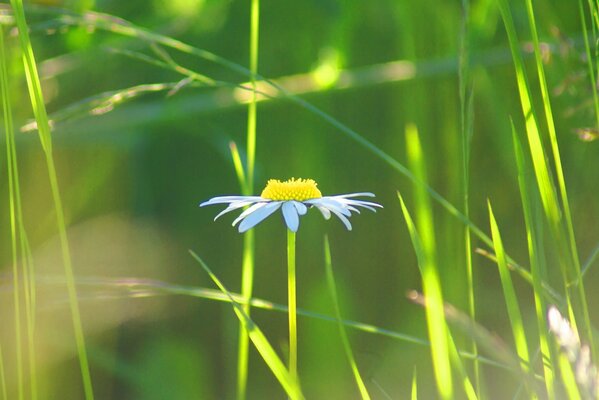 Blue chamomile in green grass