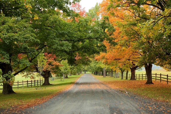 Autumn Road tra gli alberi dorati