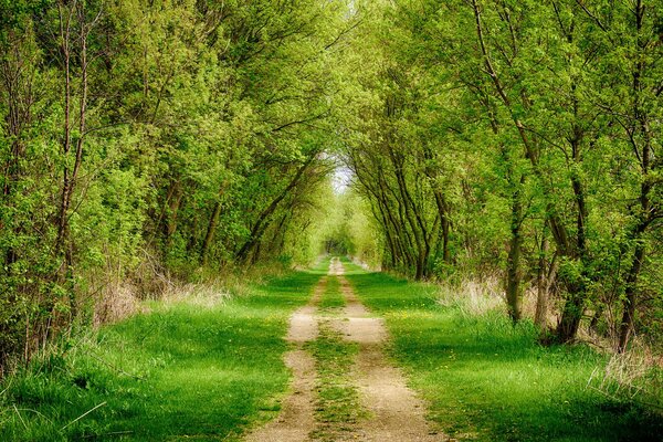 Straße Gassen im Wald zwischen Bäumen und Gras