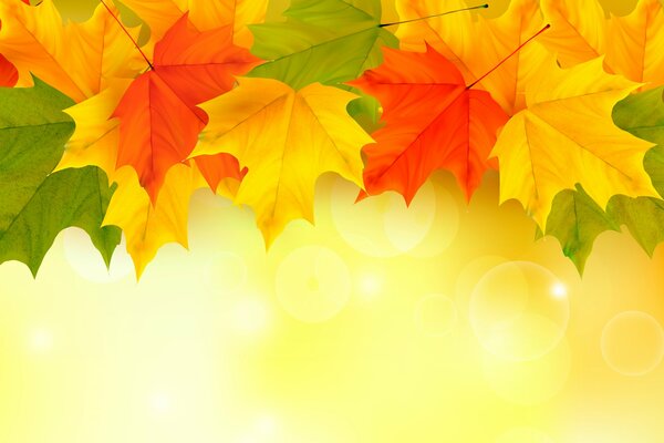 Fondo otoño hojas de arce multicolor