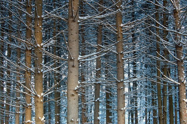 Bäume im Schnee im Winterwald