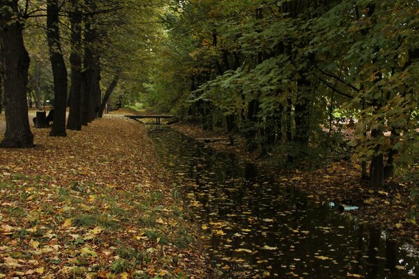 Route forestière flaques d eau feuilles