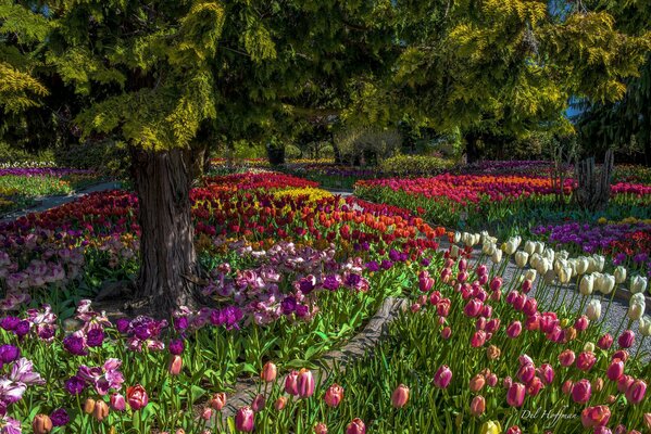 A park with many colorful tulips